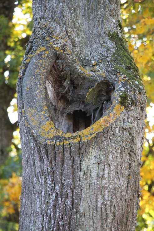 Sadarbībā ar auto nomu «SIXT Latvija» apceļojam Kurzemi un Zemgali - Kia Sportage no 28 eiro dienā 380708