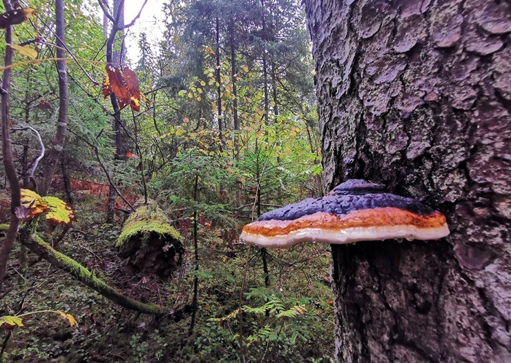 Vietas ar senvēsturi un mistiku Tukuma apkārtnē 380802