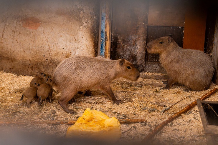 Te nu viņi ir - Rīgas ZOO mazie kapibarēni 380952