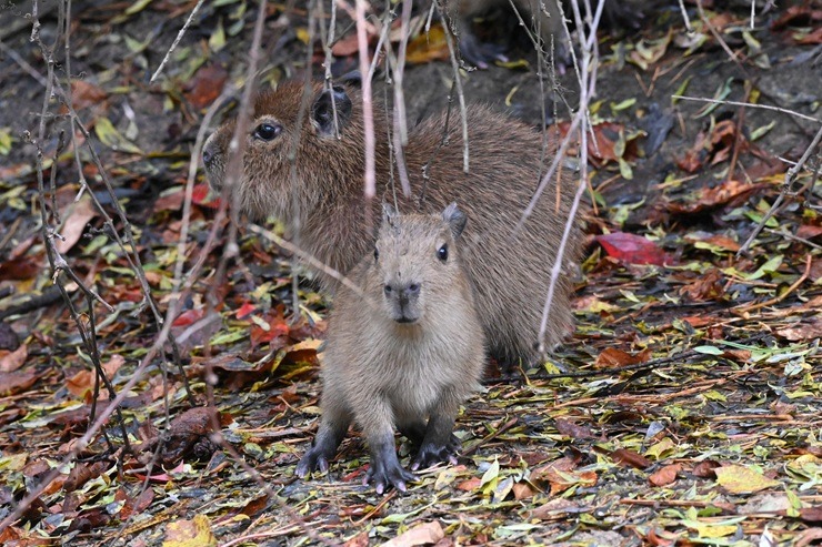 Te nu viņi ir - Rīgas ZOO mazie kapibarēni 380955