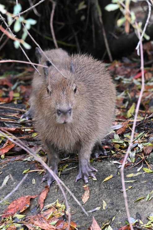 Te nu viņi ir - Rīgas ZOO mazie kapibarēni 380956