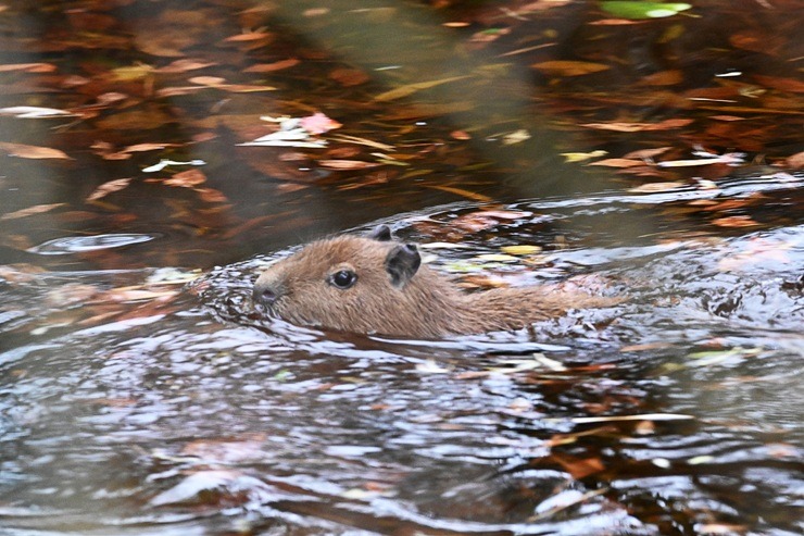 Te nu viņi ir - Rīgas ZOO mazie kapibarēni 380957