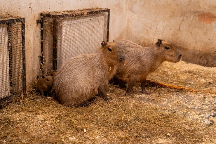 Te nu viņi ir - Rīgas ZOO mazie kapibarēni 380959