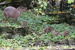 Te nu viņi ir - Rīgas ZOO mazie kapibarēni 1