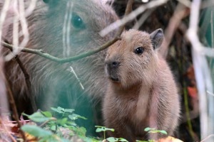 Te nu viņi ir - Rīgas ZOO mazie kapibarēni 4