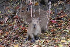 Te nu viņi ir - Rīgas ZOO mazie kapibarēni 5
