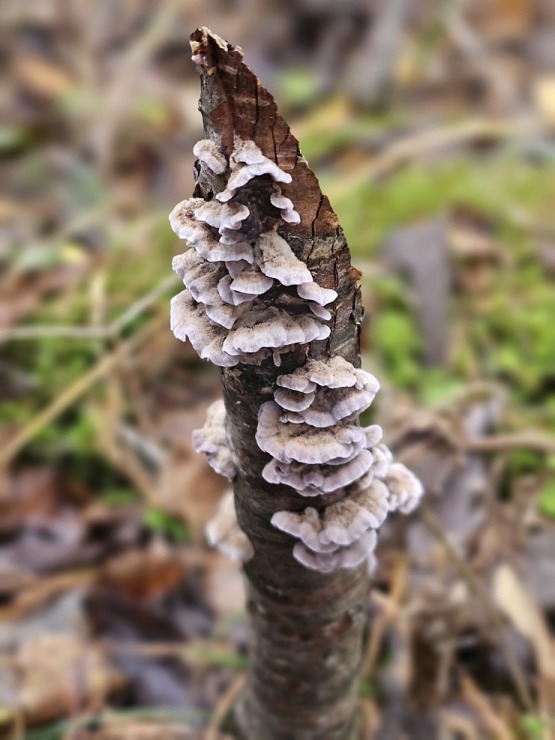 Ar 486 zirgspēku jaudīgo « Xpeng G6 » dodamies uz Latgales laukiem. Sadarbībā ar Autobrava 380993