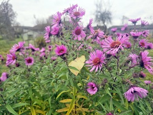 Ar 486 zirgspēku jaudīgo « Xpeng G6 » dodamies uz Latgales laukiem. Sadarbībā ar Autobrava 12