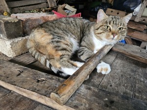 Sadarbībā ar auto nomu «SIXT Latvija» apceļojam Latviju - Toyota Hilux no 53 eiro dienā 6