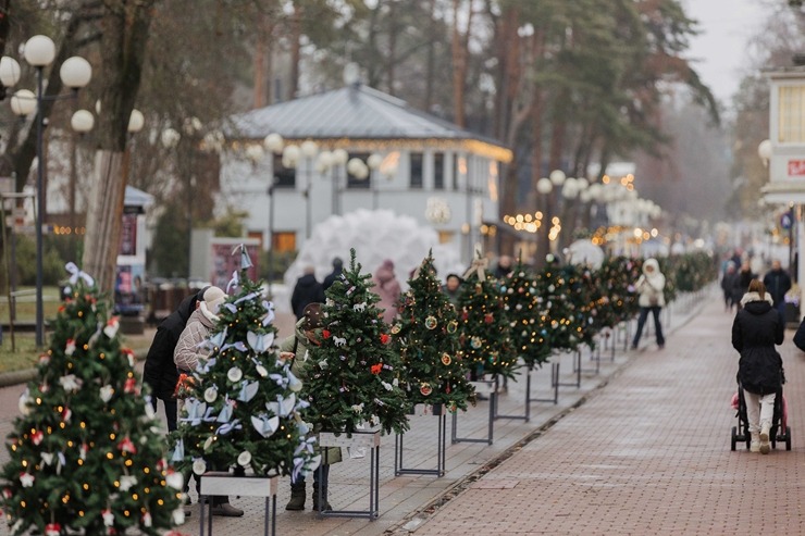 Jūrmala ir izgreznota Ziemassvētkiem – Jomas ielā iedegta galvenā pilsētas egle. Foto: Artis Veigurs 382604