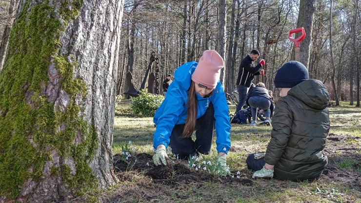Jūrmalas parkā jau divpadsmito gadu pēc kārtas: Sniegpulkstenīšu stādīšanas talka 388829