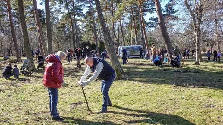 Jūrmalas parkā jau divpadsmito gadu pēc kārtas: Sniegpulkstenīšu stādīšanas talka 388830