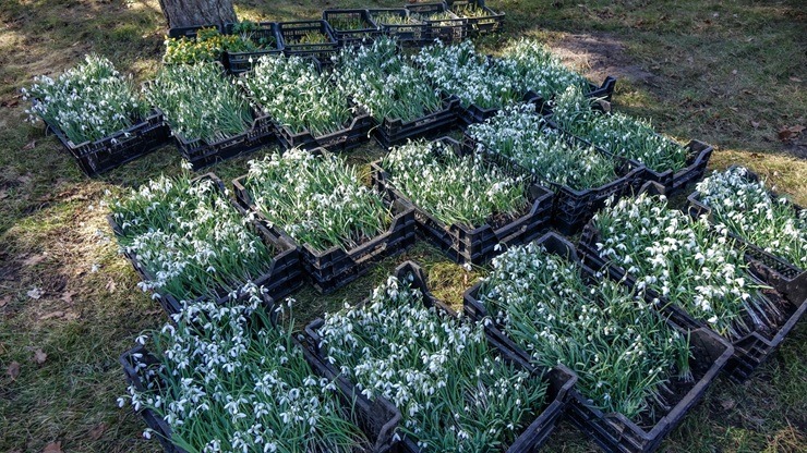 Jūrmalas parkā jau divpadsmito gadu pēc kārtas: Sniegpulkstenīšu stādīšanas talka 388819