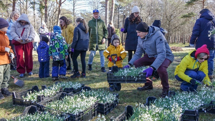Jūrmalas parkā jau divpadsmito gadu pēc kārtas: Sniegpulkstenīšu stādīšanas talka 388822