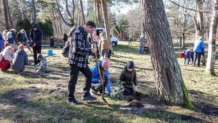 Jūrmalas parkā jau divpadsmito gadu pēc kārtas: Sniegpulkstenīšu stādīšanas talka 388825