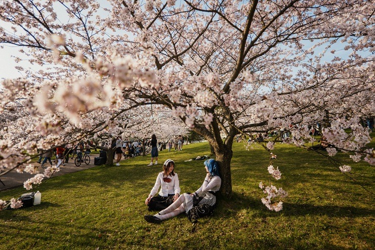Lietuvas galvaspilsētu rotā krāšņās sakuras 390389