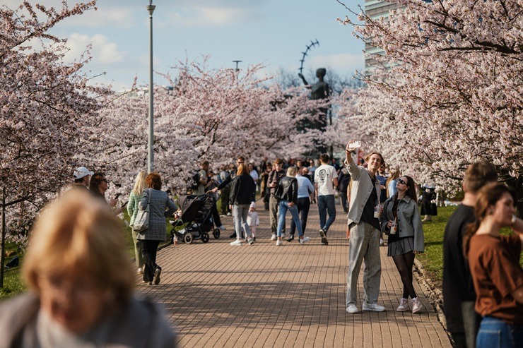 Lietuvas galvaspilsētu rotā krāšņās sakuras 390390