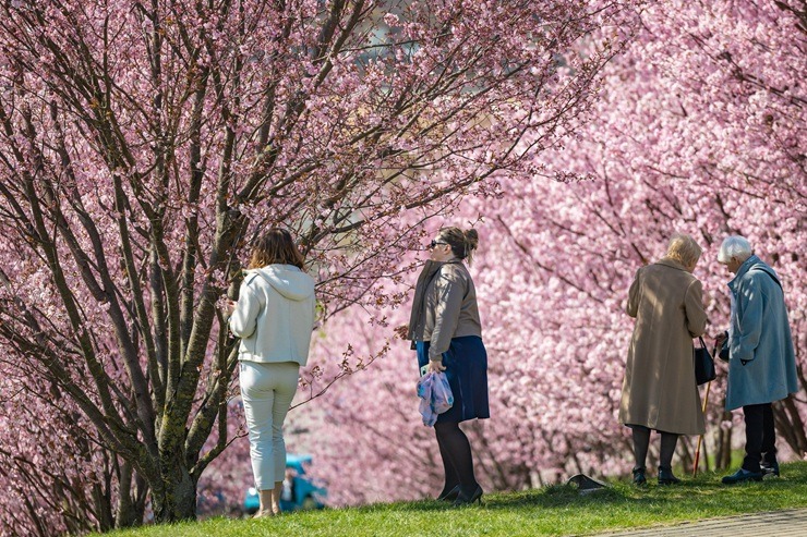 Lietuvas galvaspilsētu rotā krāšņās sakuras 390382