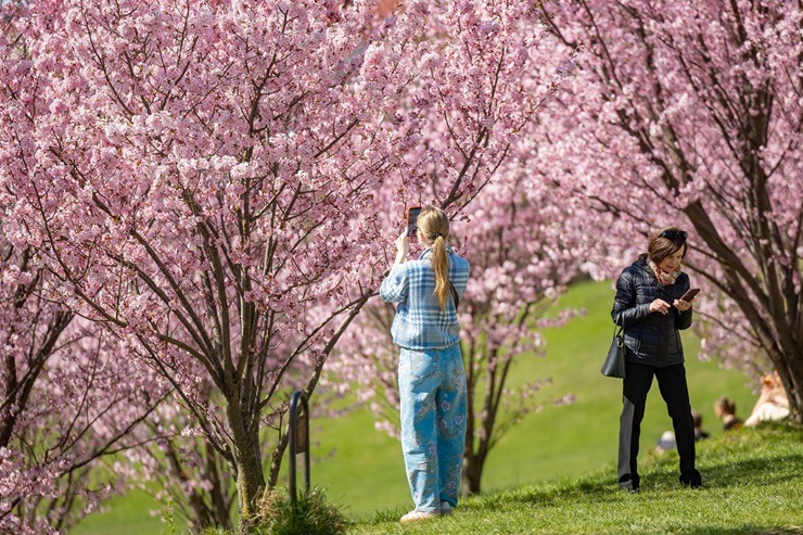 Lietuvas galvaspilsētu rotā krāšņās sakuras 390384