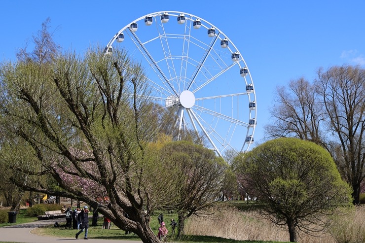Rīgā, Uzvaras parkā, sāk ziedēt sakuras 390661