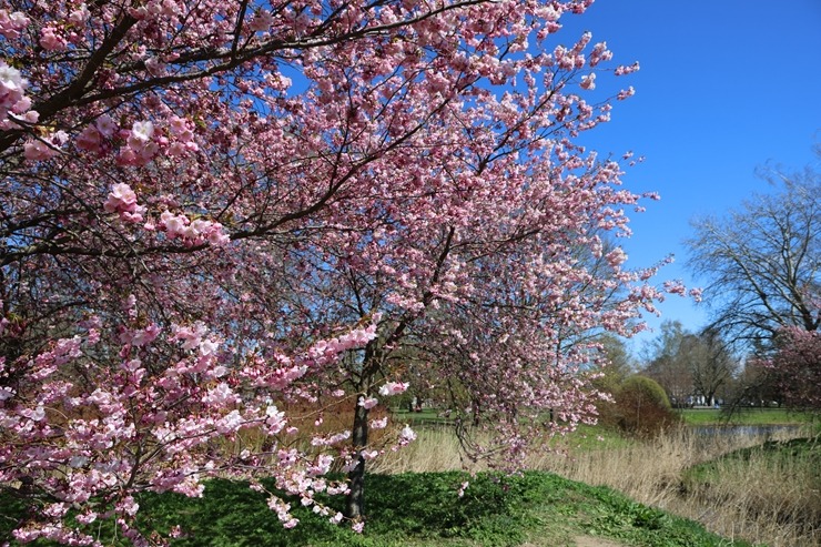 Rīgā, Uzvaras parkā, sāk ziedēt sakuras 390663