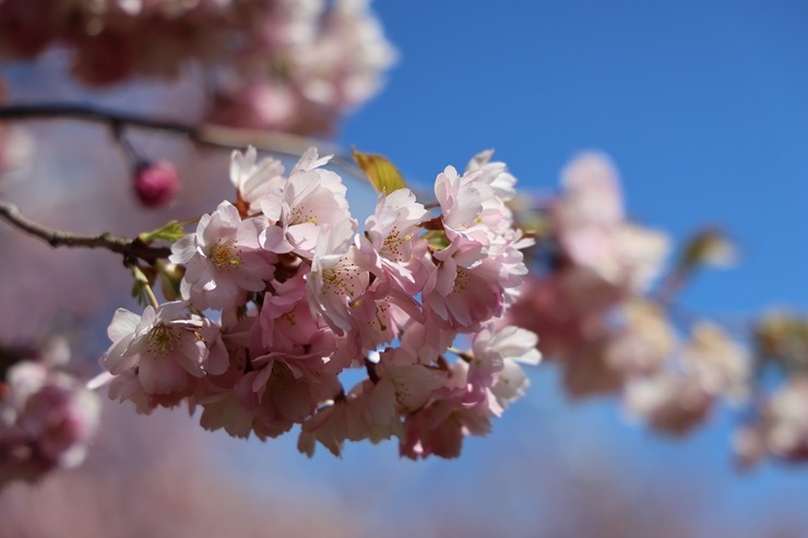 Rīgā, Uzvaras parkā, sāk ziedēt sakuras 390665