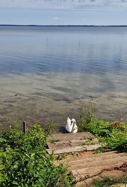 Rāznas ezers pie Mākoņkalna iegūst labiekārtotu pludmali. Foto: Aivars Arnicāns 391562