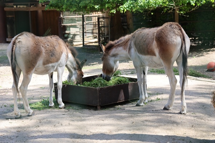 Rīga ZOO uzsāk «Himalaju» ekspozīcijas būvniecību, netraucējot apmeklētāju plūsmai un dzīvniekiem 393289