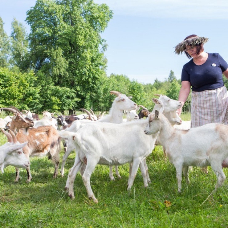 Latvijas siera darītāji iepazīstinās ar savu produkciju Siera tirgū Straupē 394987