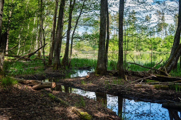 Upursala – Cirīša ezera lielākā sala ar teikām apvīto Upurkalnu un mēness sirpim līdzīgu siluetu 395190