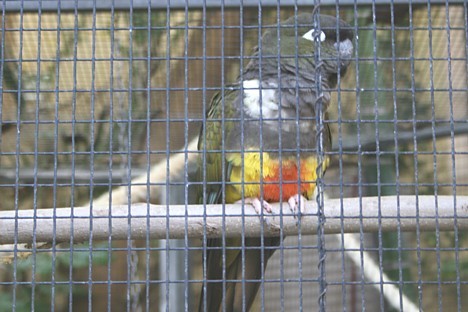 Tā ir lielākā papagaiļu kolekcija pasaulē. Par tiem varēsiet priecāties ne tikai voljeros - parkā virs apmeklētāju galvas pastāvīgi tiek demonstrēti Tā ir lielākā papagaiļu kolekcija pasaulē. Par tiem varēsiet priecāties ne tikai voljeros - parkā virs apmeklētāju galvas pastāvīgi tiek demonstrēti 19860