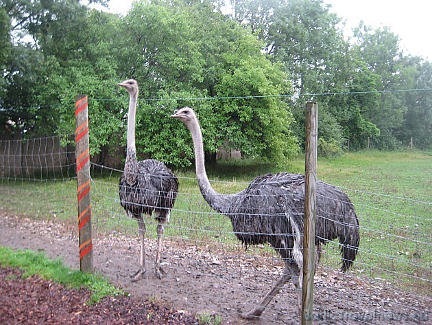Muhu sala Lāsu saimniecībā (~17 km no Kuivastu, Kuresāres virzienā) ir reta iespēja apskatīt uz reizes trīs no pavisam pieciem nelidojošo putnu veidie 35641