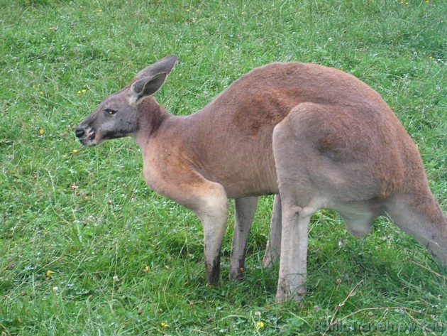 Saimniecībā dzīvo arī ķenguri 35642