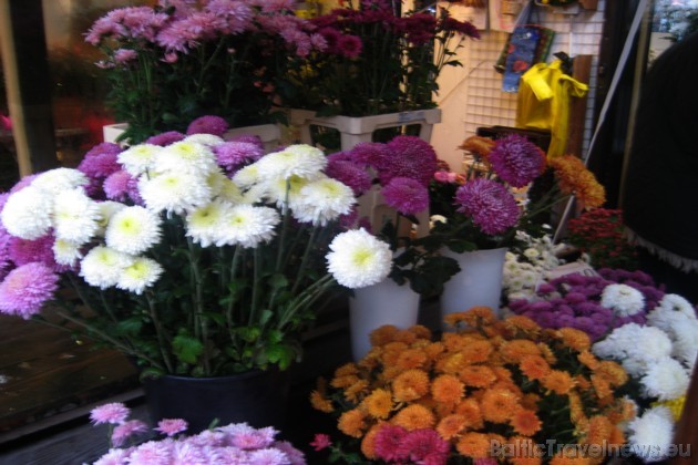 Rudens puķēm piemīt tāds pilnbrieda košums, ko vasaras puķēm neiegūt 38075