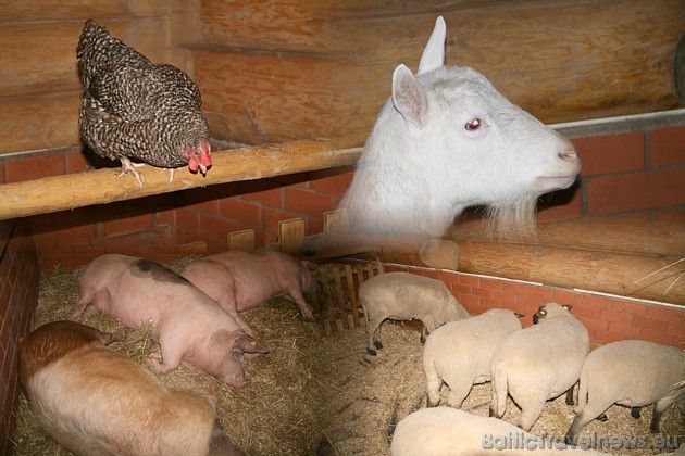 Zoodārza apmeklētāji Lauku sētā var iepazīties arī ar Latvijas mājdzīvniekiem, tostarp papriecāties par nesen dzimušajiem kazlēniem - trīnīšiem 38944