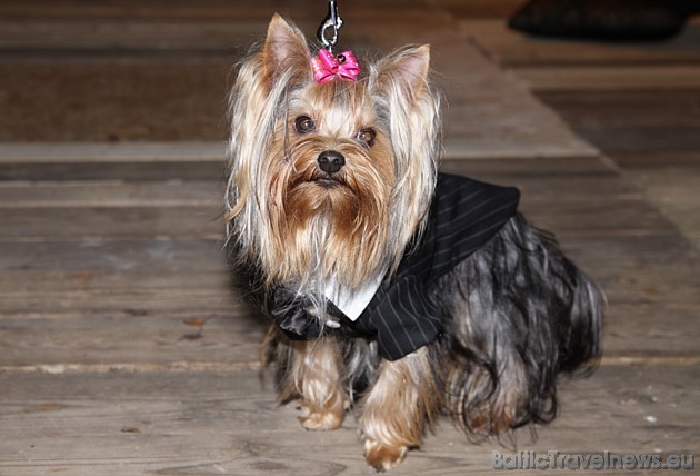 Mazie mīluļi ir ļoti uzticami un dzīvespriecīgi mājdzīvnieki ar sabiedrisku dabu 39009