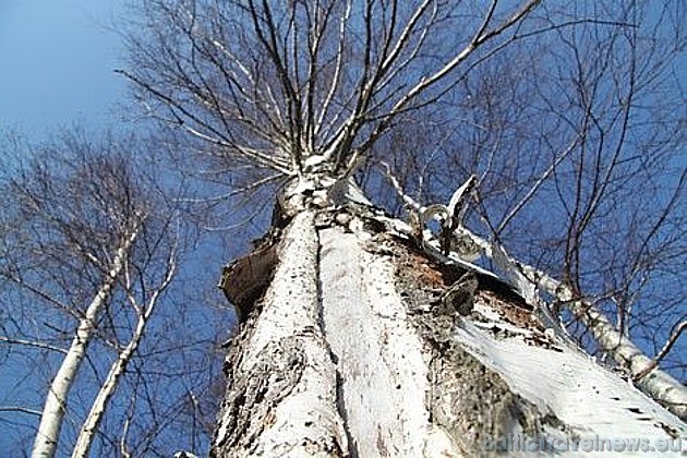 Sākoties pavasarim, tūrisma ziņu portāls izsludināja fotokonkursu Pavasaris Latvijā 2010. Uzvarētājs tiks izsludināts drīzumā! 42552