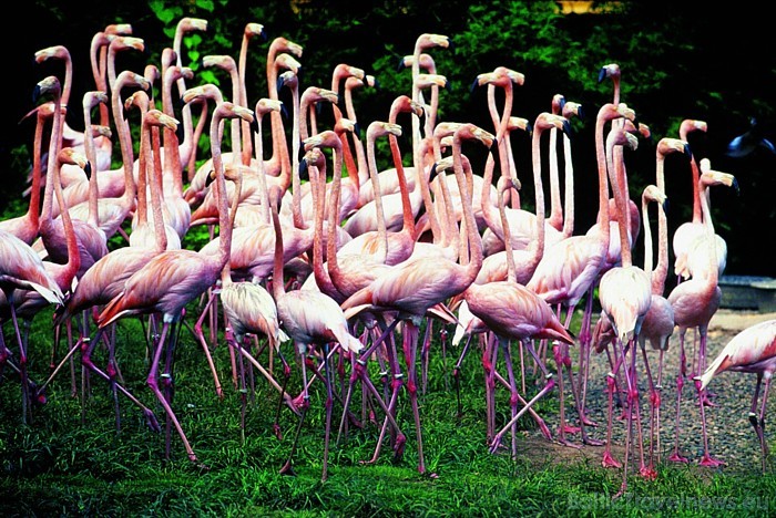 Foto autortiesības pieder Dominikānas Republikas tūrisma centrālei
Foto: GoDominicanRepublic.com Foto autortiesības pieder Dominikānas Republikas tūrisma centrālei
Foto: GoDominicanRepublic.com 49451