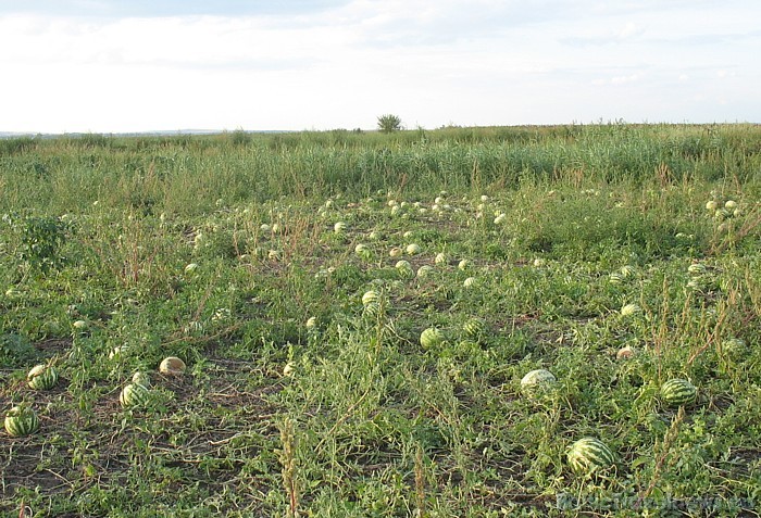 Arbūzu lauks - ņem to, kas patīk... 50276