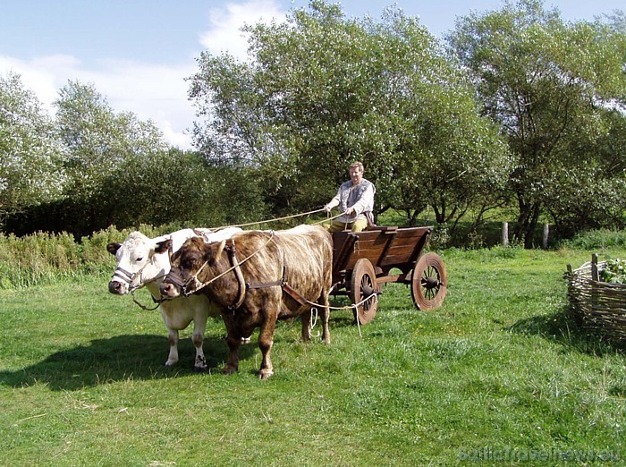 Katru gadu Ribes vikingu centrā notiek gan vikingu gadatirgi, gan sacensības
Foto: Ribe Viking Centre 51447