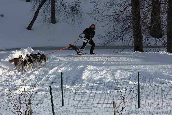 Sibīrijas haskiji ir suņu šķirne, kas jau izkopta vairākus tūkstošus gadu, kaut arī atzīta salīdzinoši nesen
Foto: Juris Ķilkuts/www.fotoatelje.lv 54073