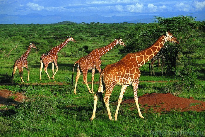 Kenija ir viena no tropiskās Āfrikas iecienītākajiem ceļotāju galamērķiem
Foto: Kenya Tourism Board Kenija ir viena no tropiskās Āfrikas iecienītākajiem ceļotāju galamērķiem
Foto: Kenya Tourism Board 54153