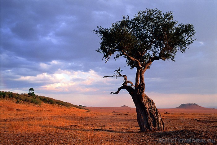 Lielāko daļu ceļotāju pārsteidz Kenijas dabas zonu dažādība - gan pludmales, gan savannas, gan kalni vienuviet
Foto: Kenya Tourism Board Lielāko daļu ceļotāju pārsteidz Kenijas dabas zonu dažādība - gan pludmales, gan savannas, gan kalni vienuviet
Foto: Kenya Tourism Board 54159