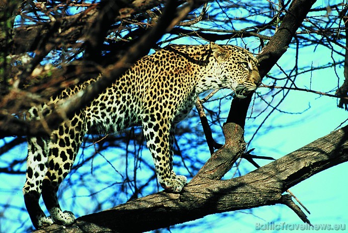 Īpaši iecienīti Kenijā ir safari - tieši tāpēc valstī atrodas vairāki nacionālie parki
Foto: Kenya Tourism Board Īpaši iecienīti Kenijā ir safari - tieši tāpēc valstī atrodas vairāki nacionālie parki
Foto: Kenya Tourism Board 54160
