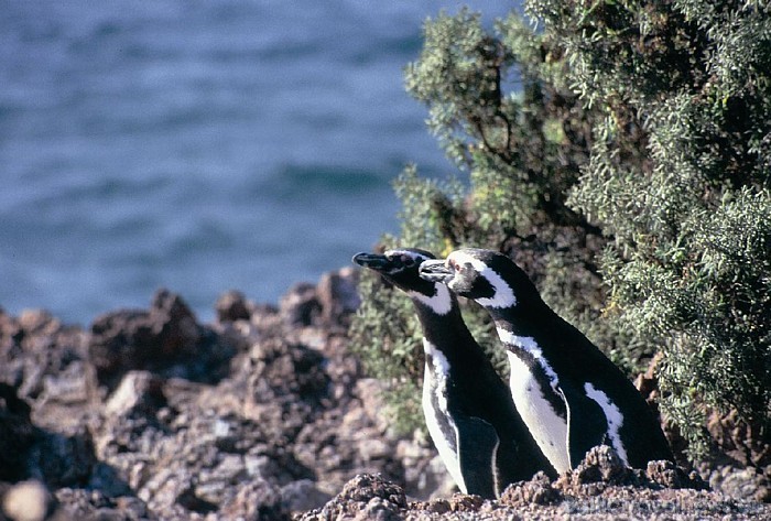 Argentīnā ir daudzi nacionālie parki, kur apskatāms ļoti plašs eksotisku un neierastu dzīvnieku un augu klāsts
Foto: © argentina.travel Argentīnā ir daudzi nacionālie parki, kur apskatāms ļoti plašs eksotisku un neierastu dzīvnieku un augu klāsts
Foto: © argentina.travel 54177