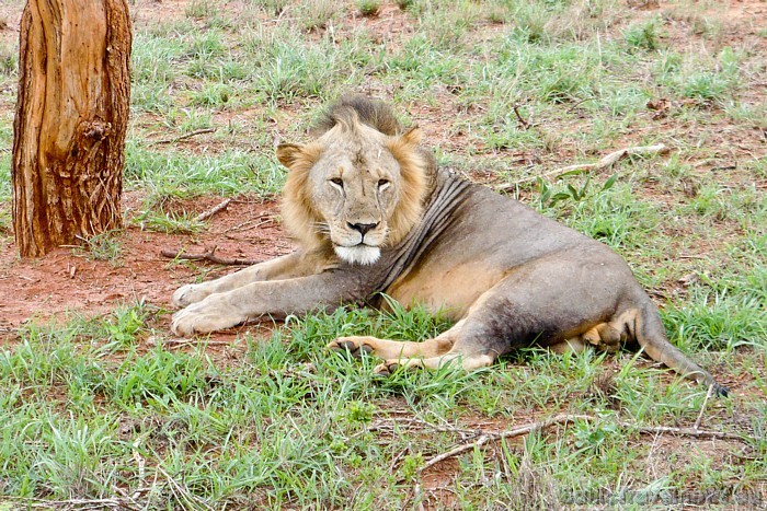 Tsavo nacionālais parks atrodas tieši pusceļā starp Nairobi un Mombasu. Tas ir lielākais nacionālais parks Kenijā
Foto: Telegraf, Gaida Matisone Tsavo nacionālais parks atrodas tieši pusceļā starp Nairobi un Mombasu. Tas ir lielākais nacionālais parks Kenijā
Foto: Telegraf, Gaida Matisone 54312