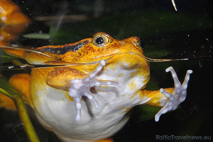 Viens no tūrisma objektiem, ko noteikti vērts apmeklēt, esot Šveices pilsētā Cīrihē, ir tās zooloģiskais dārzs
Foto: Zoo Zürich, Martin Bauert 54537