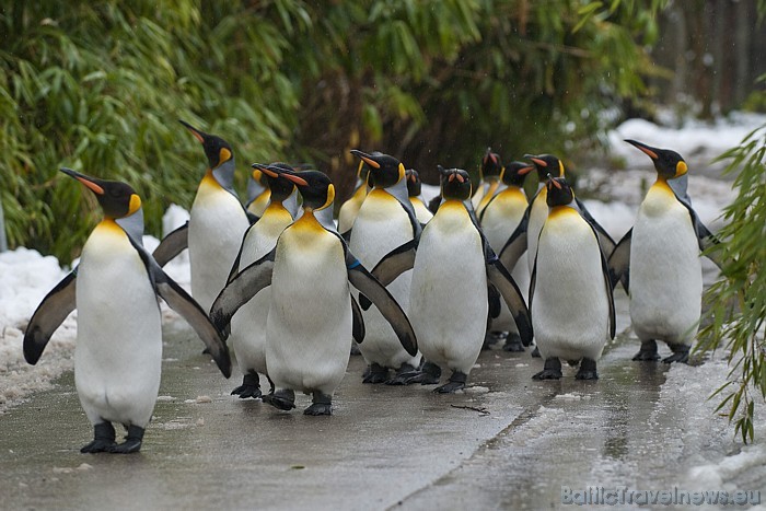 Cīrihes zoo ir ne tikai zooloģiskais dārzs, bet arī nozīmīgs izpētes institūts
Foto: Zoo Zürich, Karsten Blum 54538