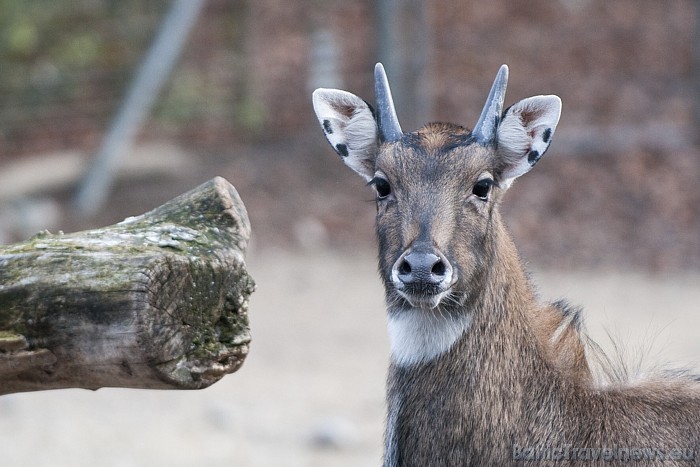 Cīrihes zoodārzs ir atvērts 365 dienas gadā
Foto: Zoo Zürich, Karsten Blum 54550