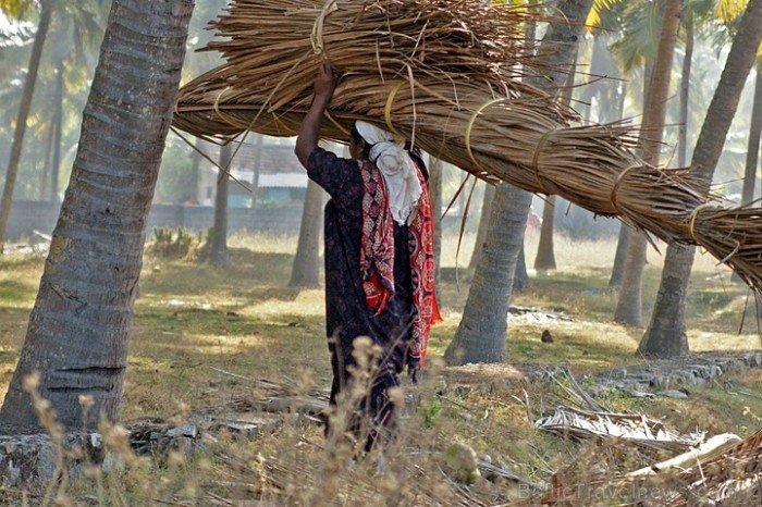 Piejūras dzīves ikdienas gaitās. Nokritušie kokospalmu zari ar lapām noder starpsienu pinumu veidošanā. Kerala
Foto: Guna Bērziņa 57078
